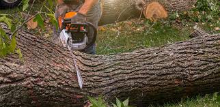 Winnsboro Mills, SC Tree Services Company