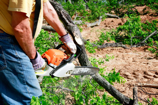 Best Stump Grinding and Removal  in Winnsboro Mills, SC